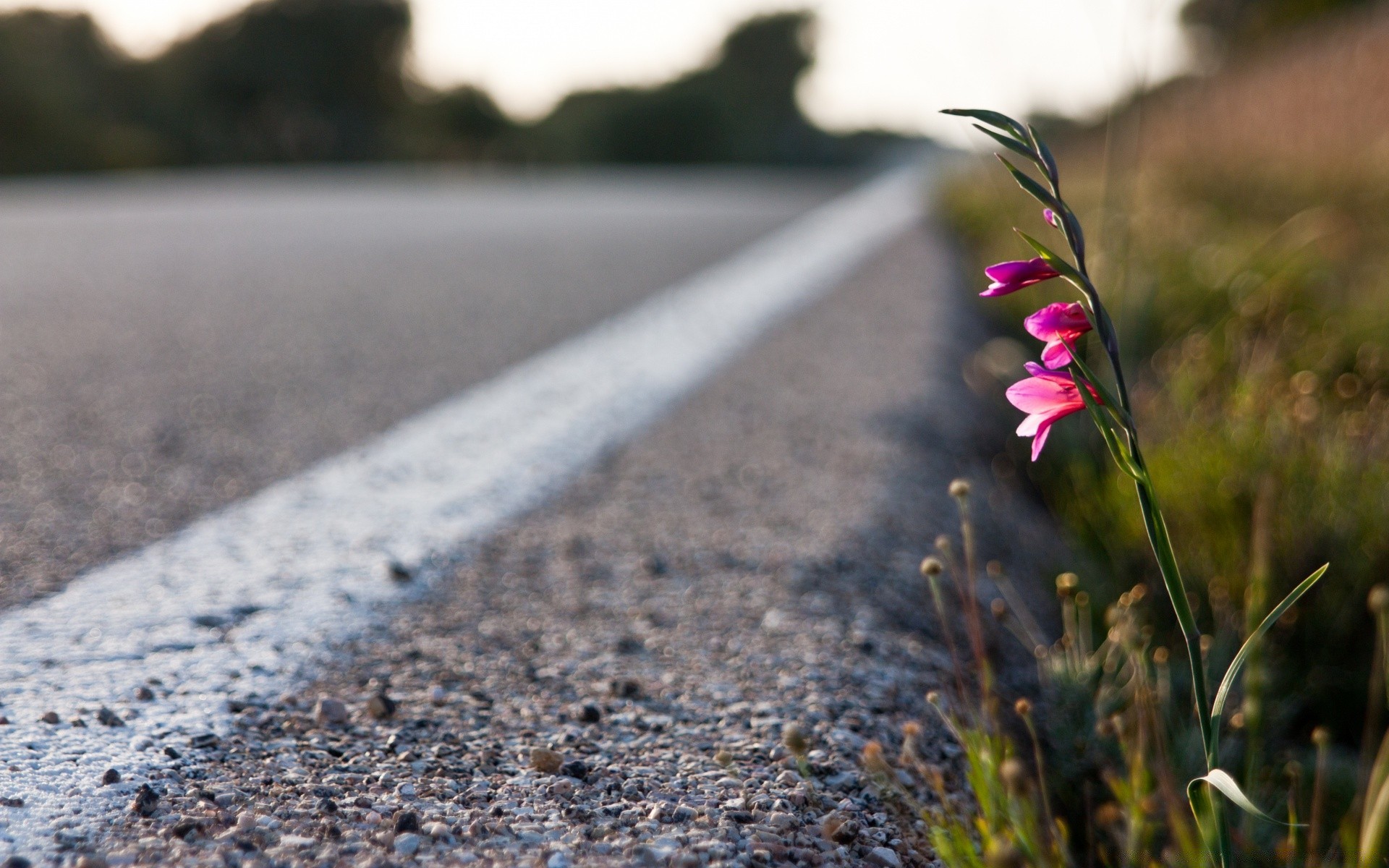 blumen natur straße straße blume im freien unschärfe dof asphalt sommer landschaft gras