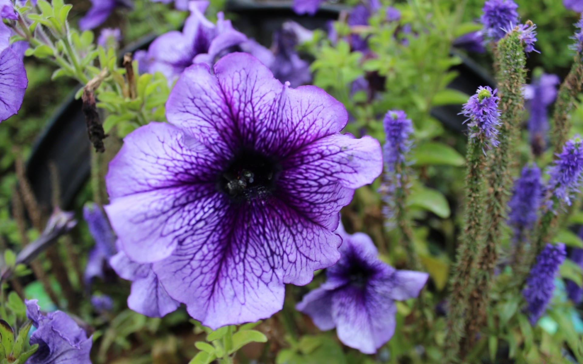 blumen blume flora natur garten blühen blumen sommer blatt blütenblatt im freien violet höhe farbe botanisch jahreszeit hell feld