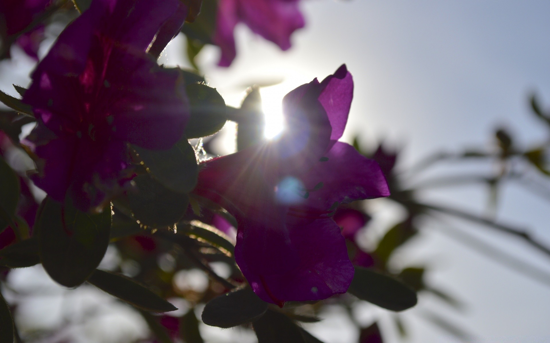 flowers flower nature leaf flora color garden summer floral blur wedding beautiful rose dof petal blooming bright