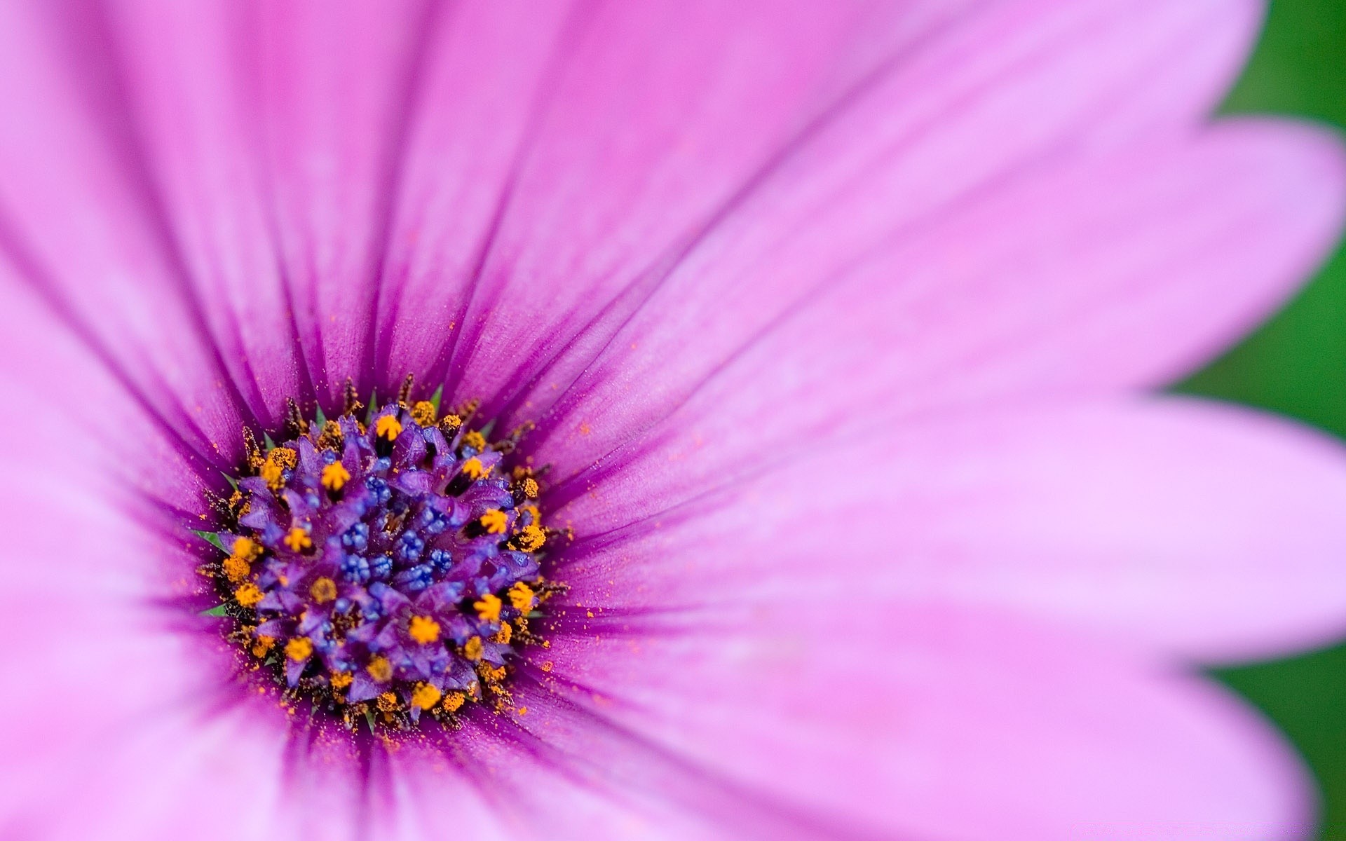 blumen blume natur flora sommer hell schön farbe garten blütenblatt blatt schließen wachstum floral zart blühen