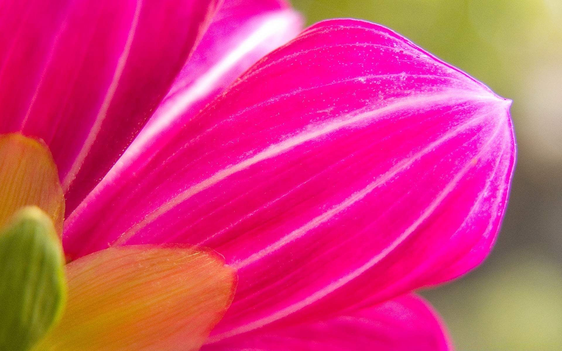 flores flor natureza cor brilhante verão flora jardim pétala bonita delicada borrão folha tulipa