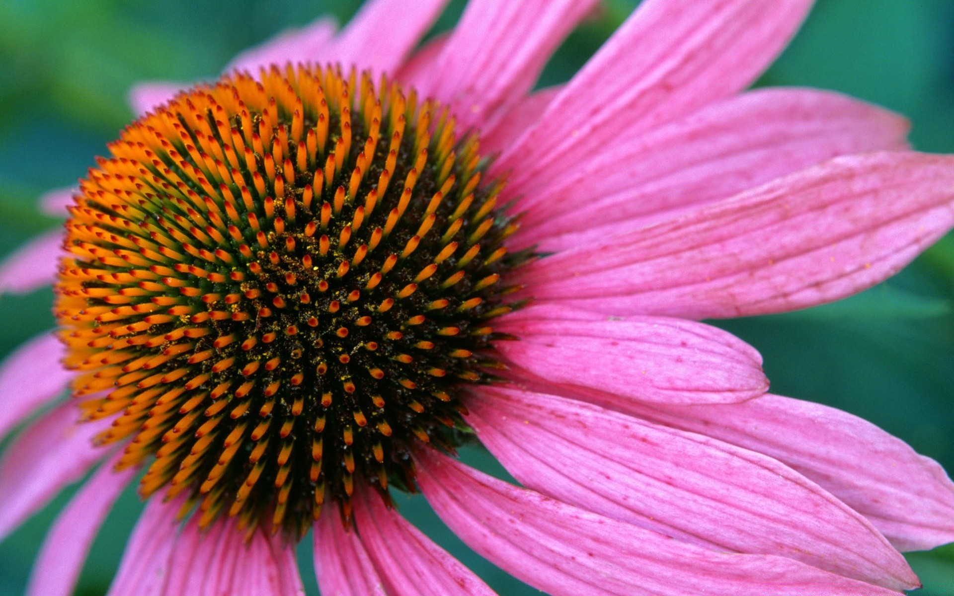 fleurs fleur nature flore été jardin gros plan pétale vivace lumineux échinacée à l extérieur couleur bluming feuille floral beau