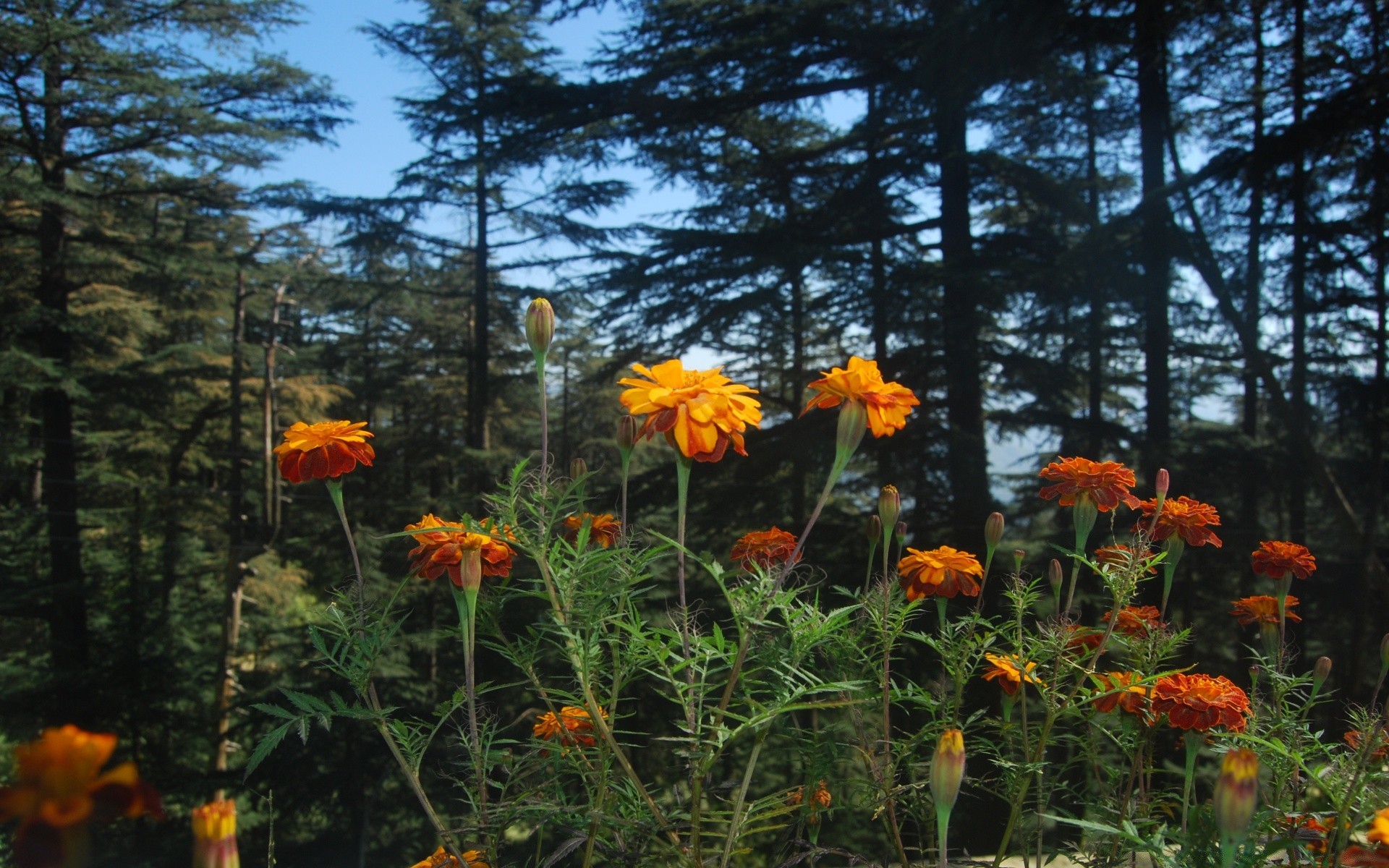 fleurs fleur nature flore été jardin couleur feuille à l extérieur saison belle paysage lumineux floral bois foin environnement parc sauvage bluming