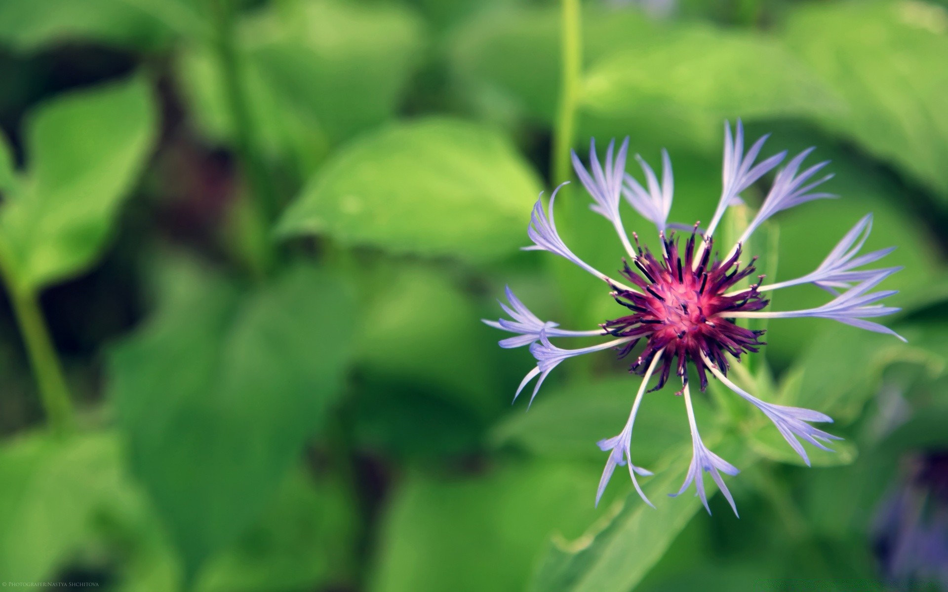 flowers nature leaf flora summer flower garden growth close-up grass outdoors environment herb