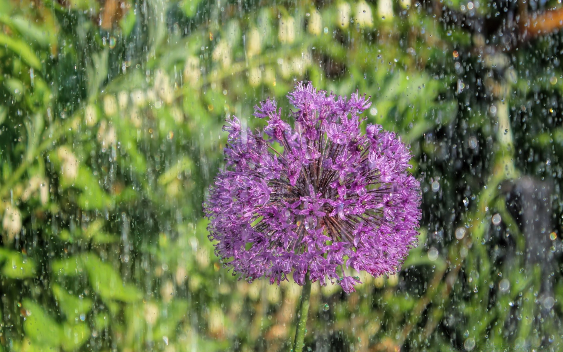 blumen blume natur flora im freien garten sommer blatt blühen gras feld wachstum jahreszeit gutes wetter heuhaufen baum park