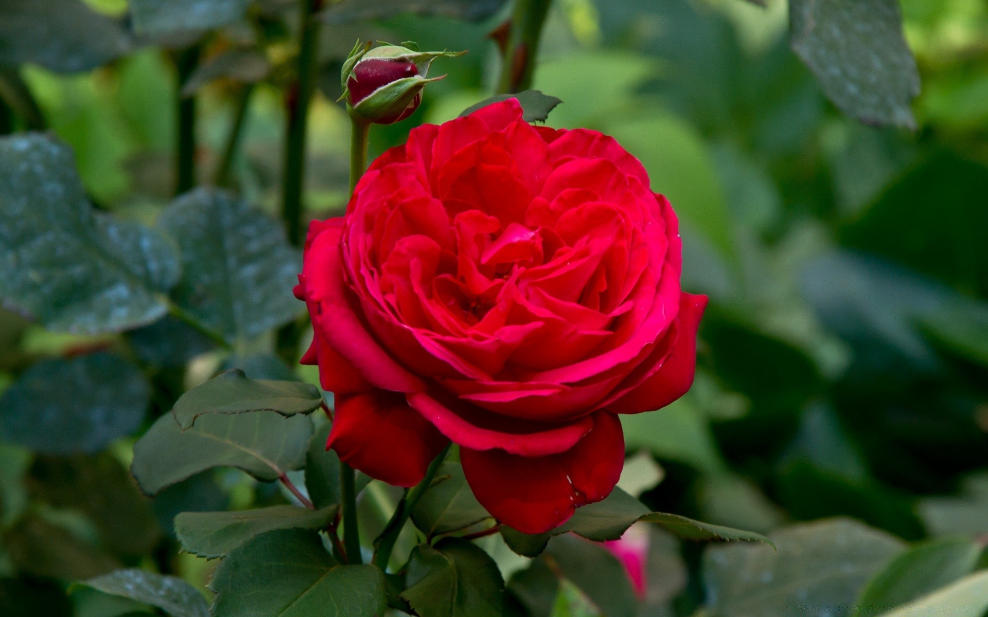 çiçekler gül çiçek flora yaprak doğa taçyaprağı çiçek romantizm çiçeklenme aşk bahçe romantik yaz hediye buket renk botanik