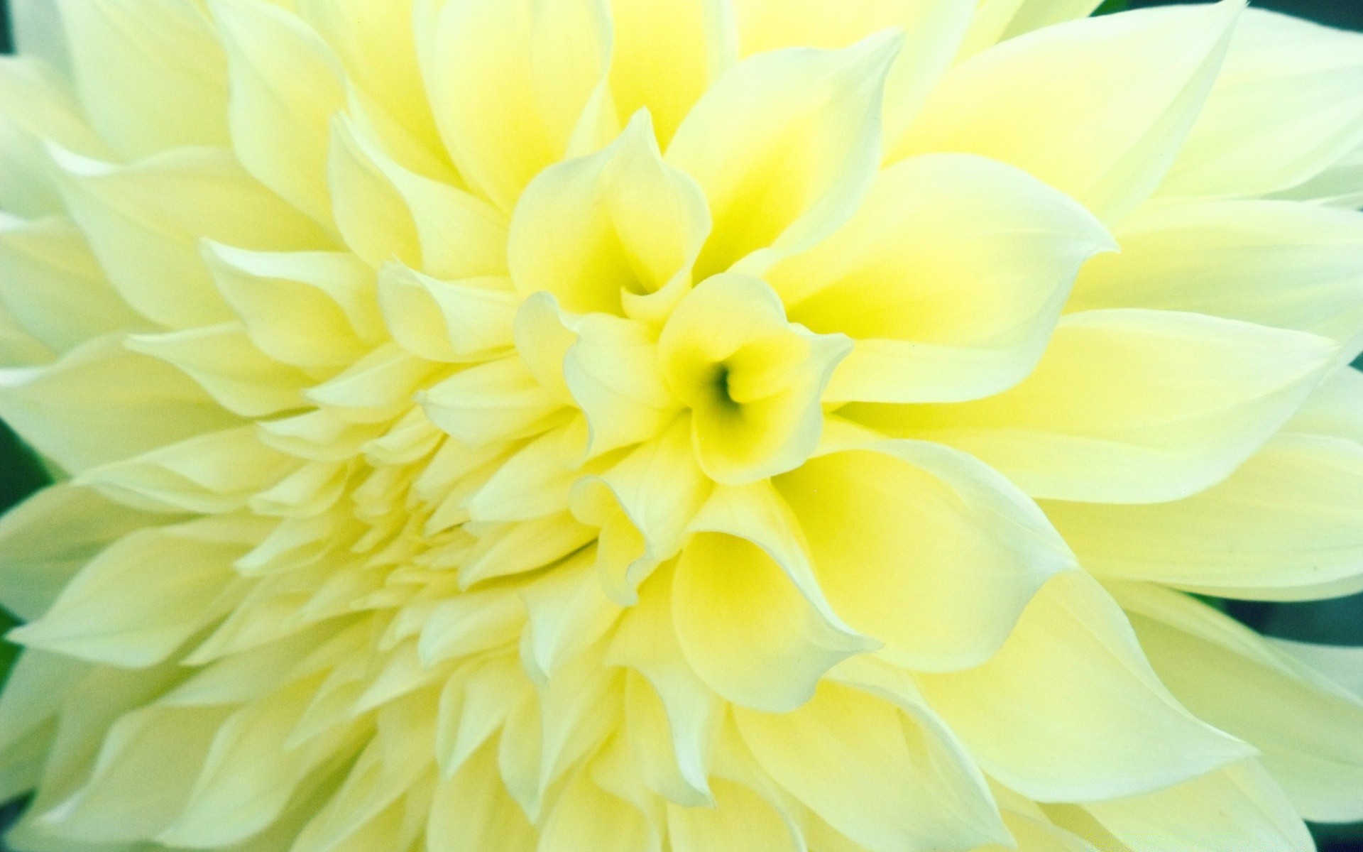 fiori natura fiore dahlia flora estate luminoso petalo colore fiore floreale bello giardino foglia testa delicato primo piano amore