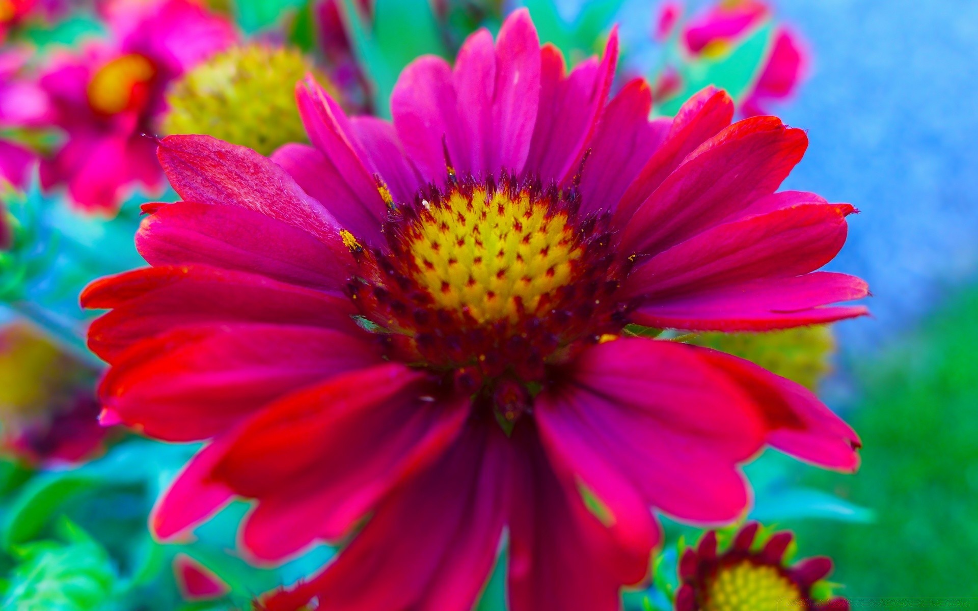 fiori natura fiore estate flora giardino petalo floreale fiore di colore brillante foglia bella stagione close-up