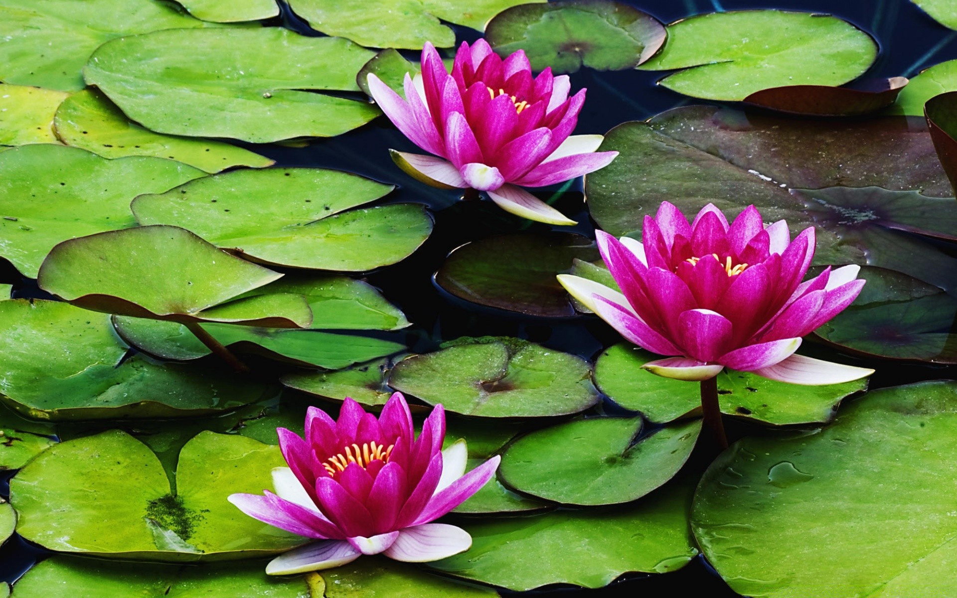 花卉 莲花 池 百合 叶 花 热带 植物群 水生 睡莲 异国情调 自然 盛开 游泳 花园 花卉 花瓣 夏天 莲花 冥想