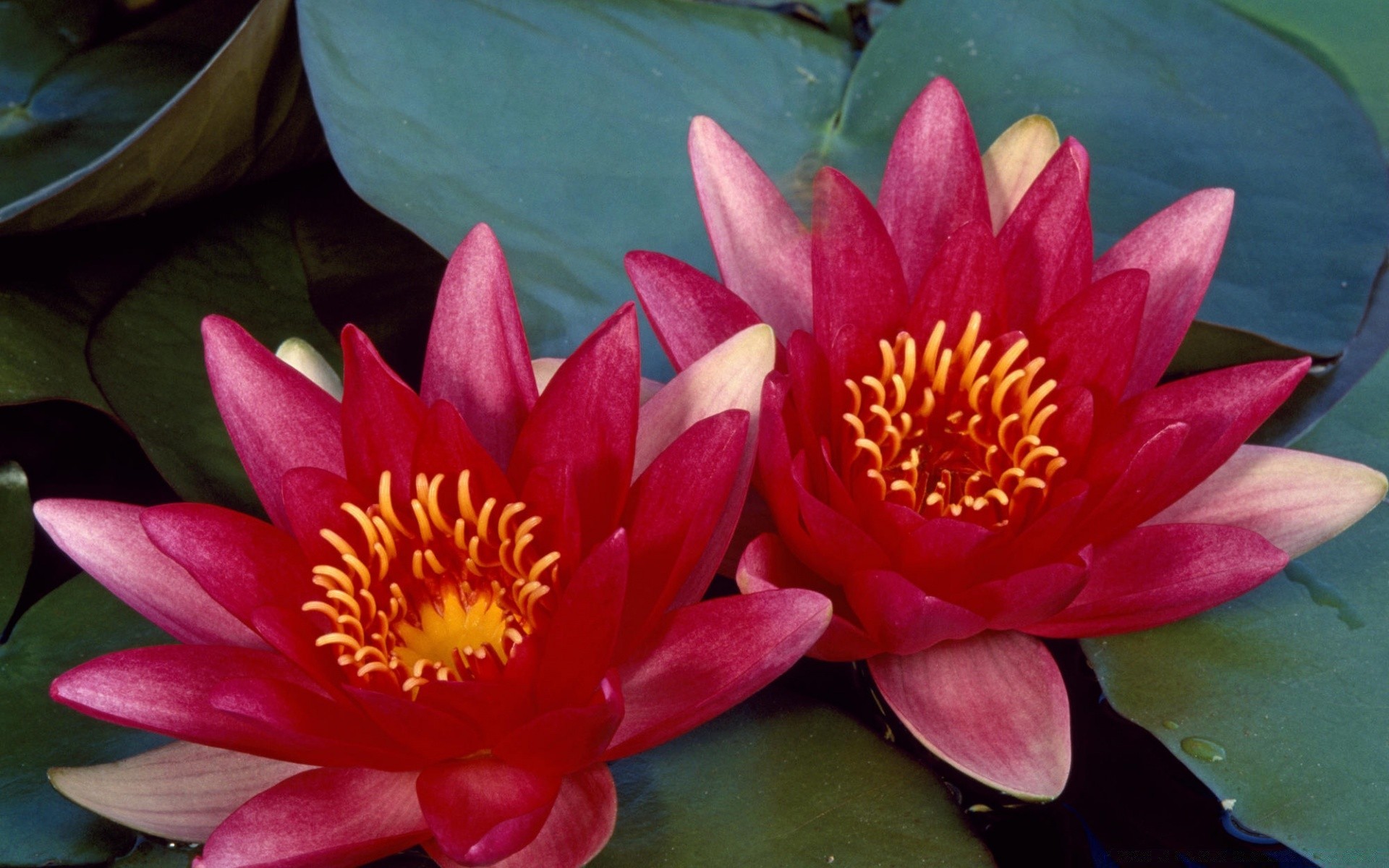 flowers lotus pool flower aquatic lily waterlily flora blooming leaf nelumbo exotic tropical petal sacred garden zen meditation summer nature swimming