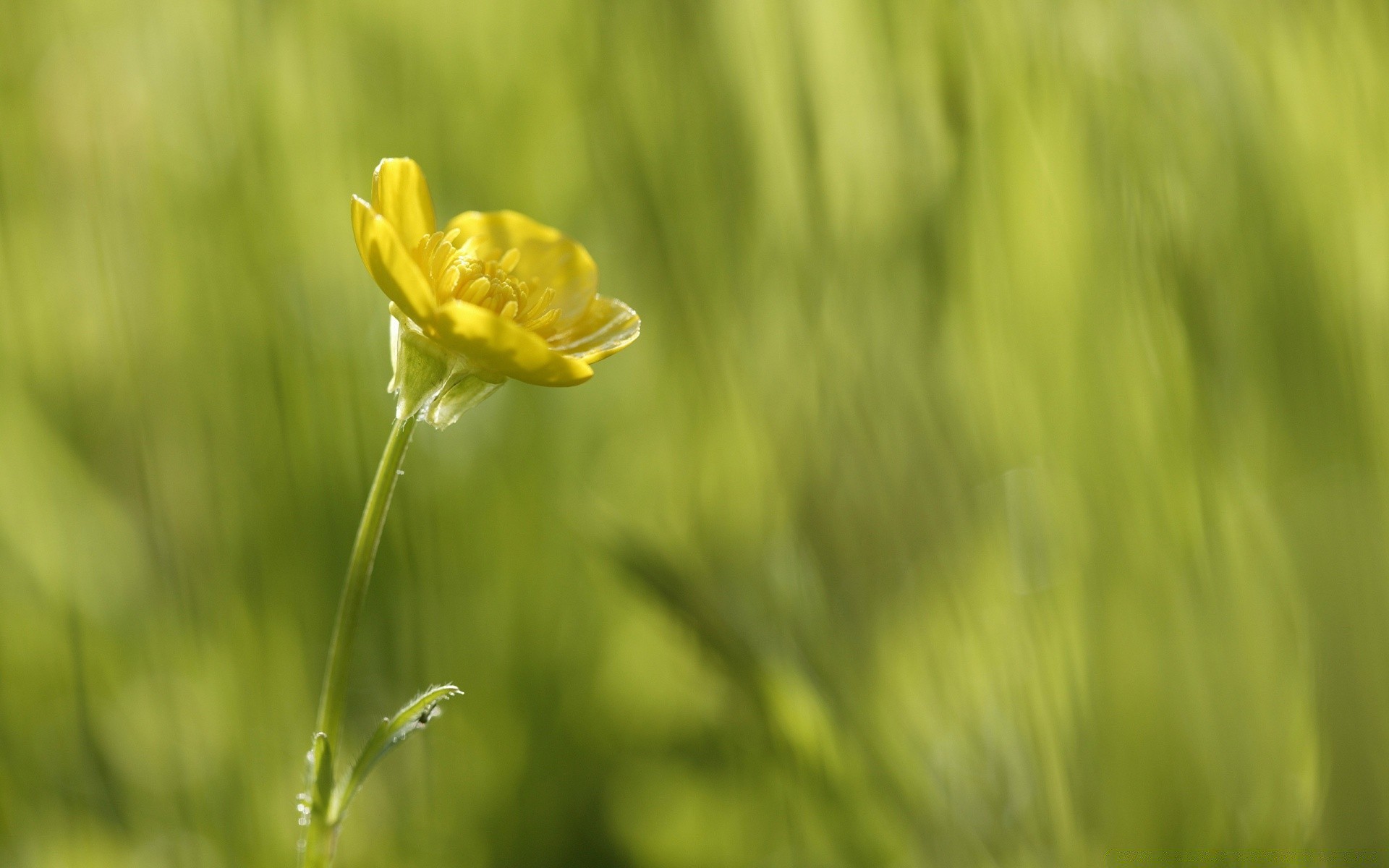 flowers nature grass summer flower growth flora field hayfield outdoors leaf garden bright rural fair weather