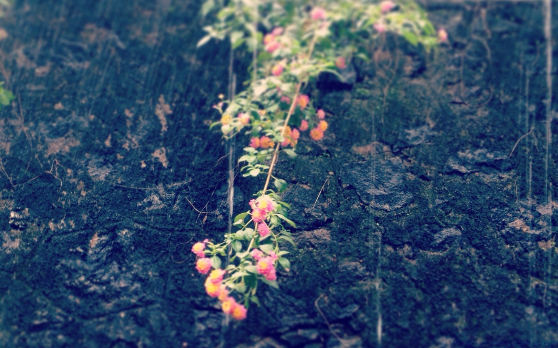 flores árbol hoja naturaleza flora madera otoño al aire libre temporada rama escritorio flor