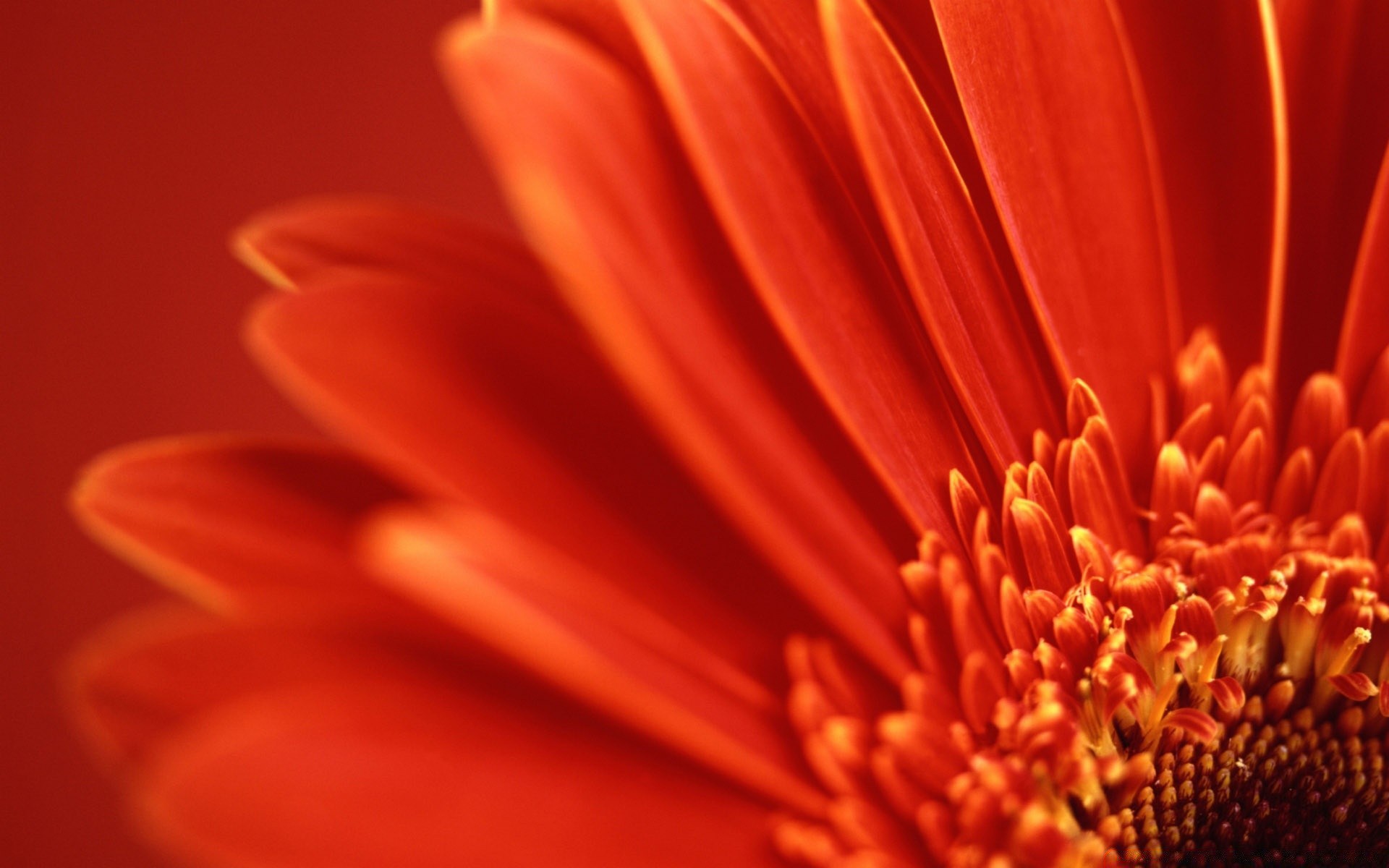 flowers flower nature blur summer color flora