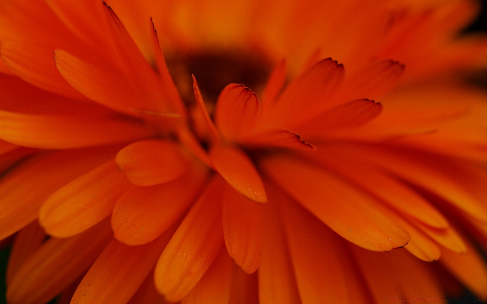 fleurs fleur nature flore couleur été pétale lumineux bluming floral