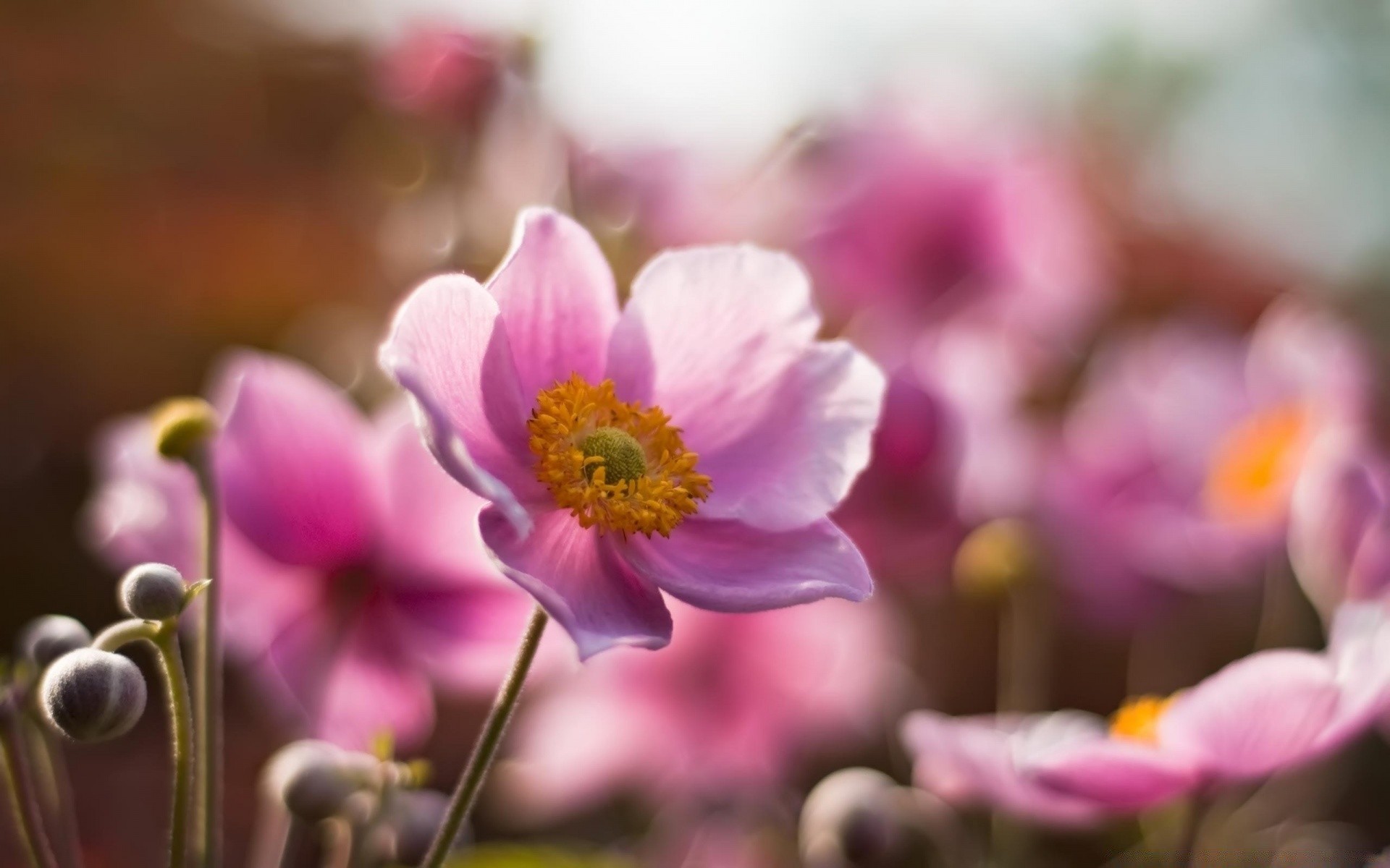 flowers nature flower flora garden summer blooming color petal leaf bright floral growth close-up