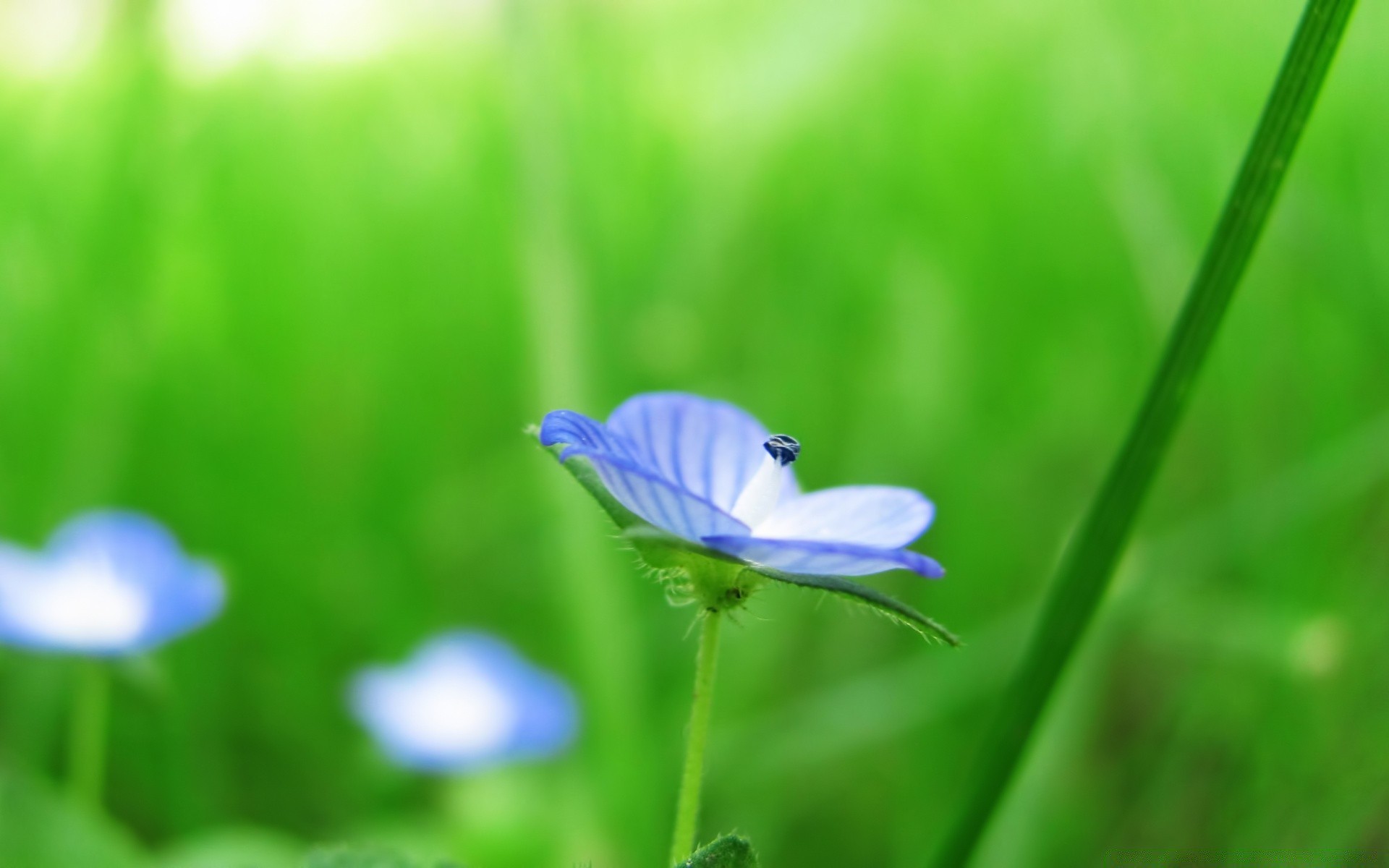 blumen natur gras blatt flora wachstum sommer heuhaufen unschärfe garten im freien medium gutes wetter blume hell rasen