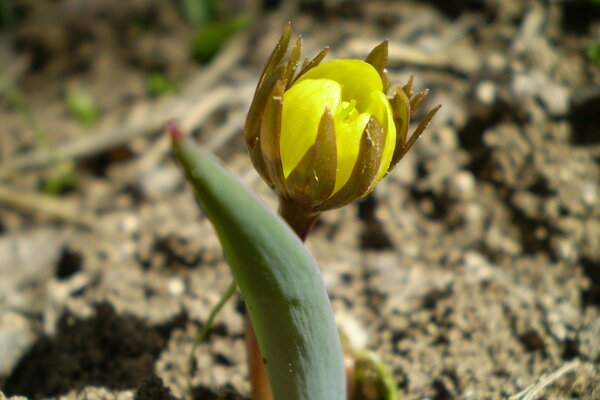 Schöne gelbe Blume auf dem Boden