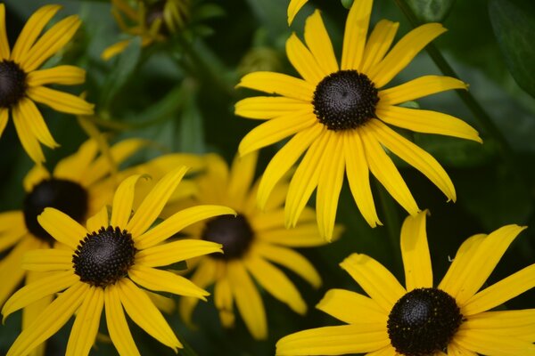 Gelbe Blumen Nahaufnahme