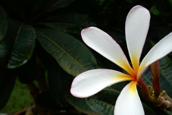 A tropical flower that beautifully adorns the hair