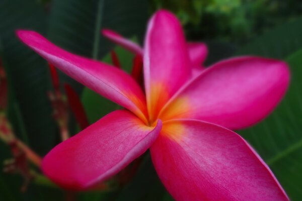 Increíble flor exótica, naturaleza tropical