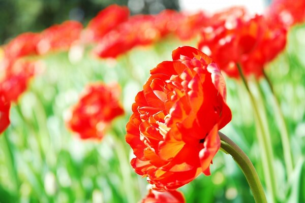 Red poppies on the field