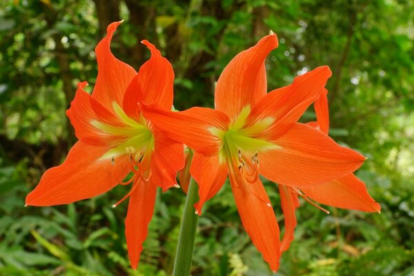 Bright orange flowers on a green background