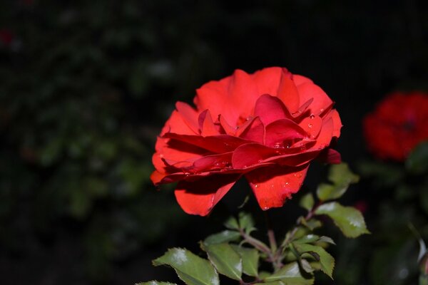 Rosa roja con hojas de cerca