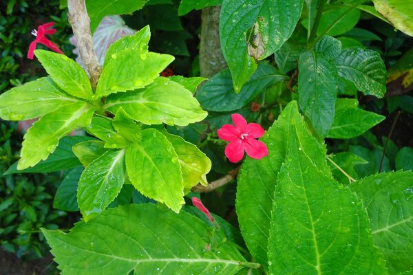 A scarlet flower with double juicy leaves of greenery