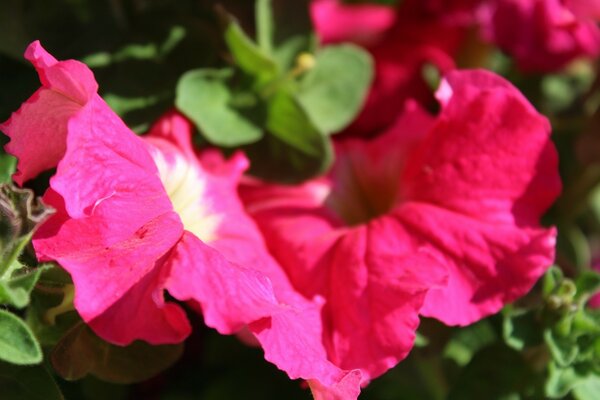 Les fleurs colorées sont un symbole de bonne humeur