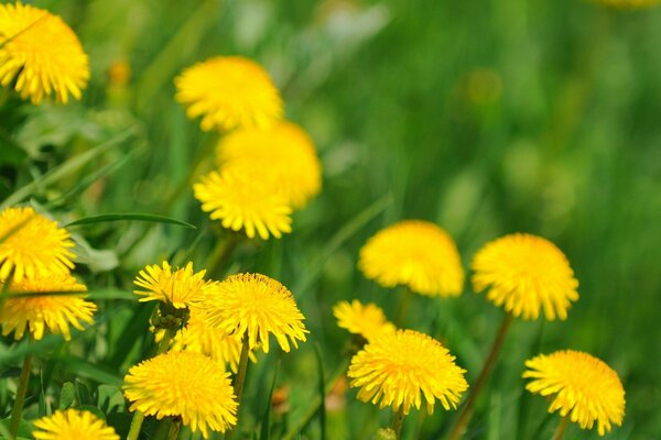 Dientes de León hermosas flores de la naturaleza