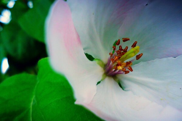 Macro photography. Flower white close-up