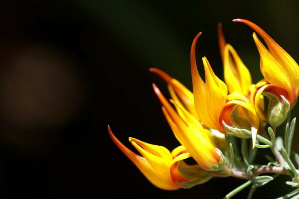 Gelbe Blume auf schwarzem Hintergrund