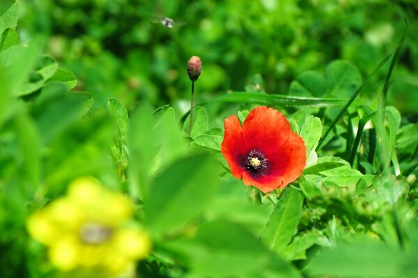 Red poppy in the embrace of green leaves