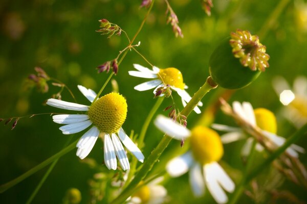 Die unglaubliche Schönheit des Sommeratems