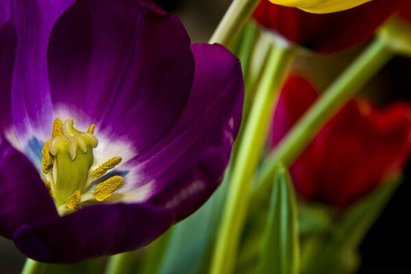 Tulip in macro purple color