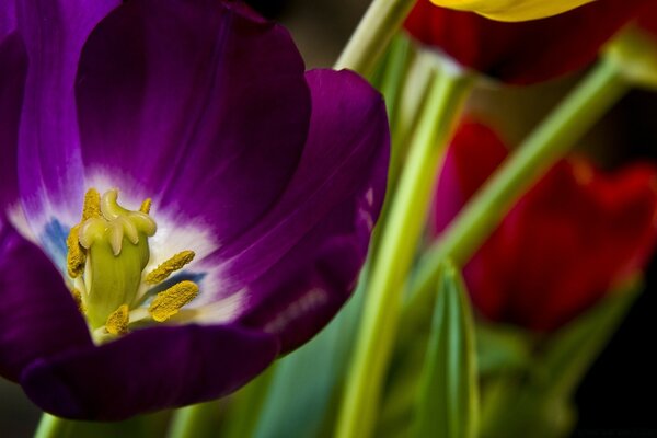 Tulipano in macro colore viola