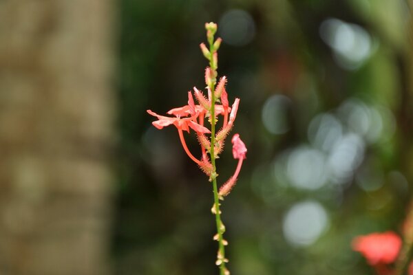 长茎上不寻常的粉红色花朵