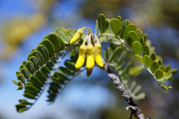 Flowers in the form of yellow boots on a branch with green petals