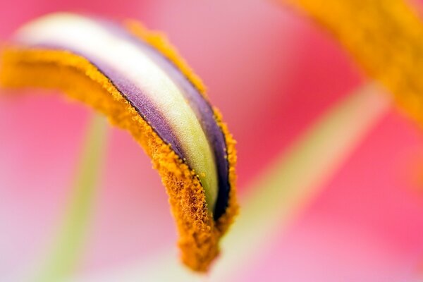 Flower pollen on a pistil close-up