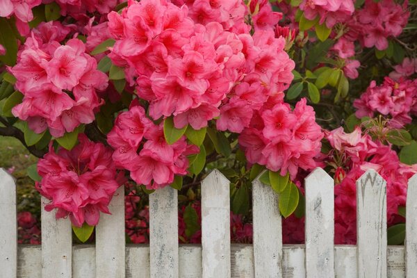 Les fleurs rouges de l arbuste pendent à travers la clôture