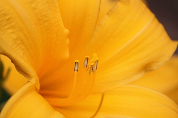 Stamens of a yellow flower close-up