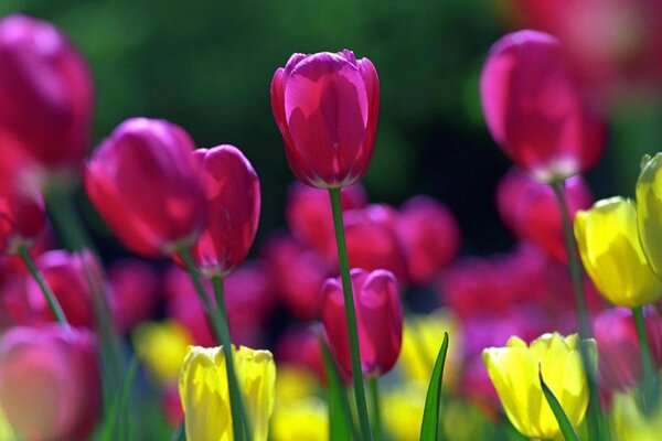 Macrofotografía. Las flores son multicolores. Tulipán