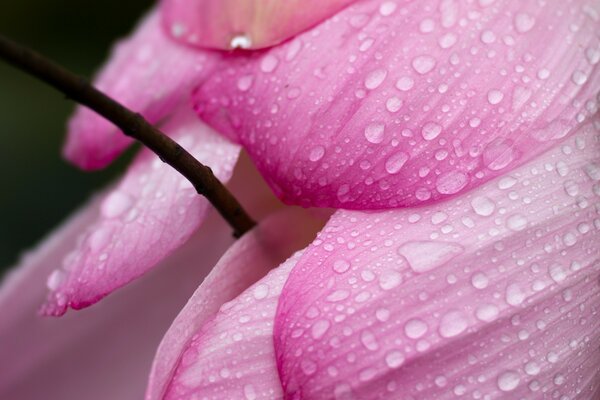 Pétales roses détaillés avec de la rosée