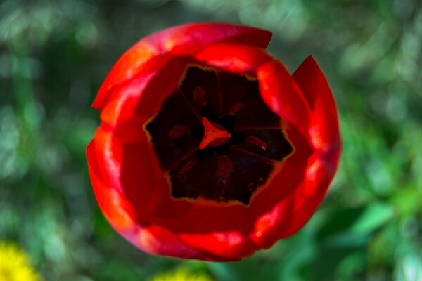 Fleur rouge vif avec noyau noir