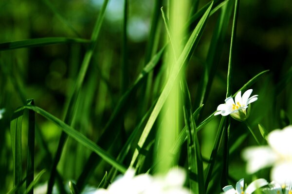 Green grass in the morning light