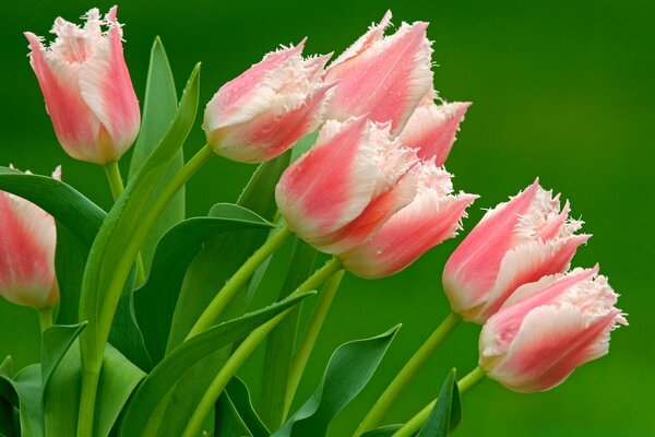 Flores de tulipán rosa en el fondo de la naturaleza