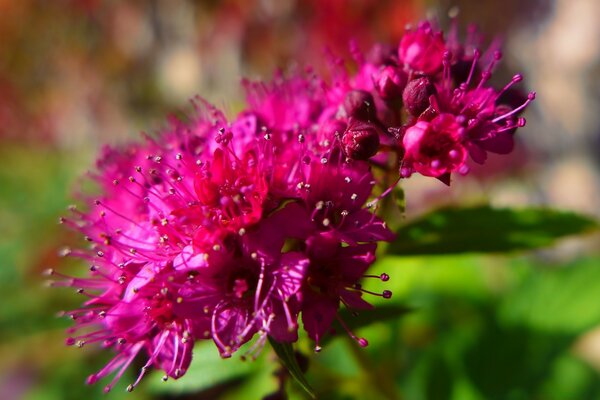 Fleur inhabituelle de petites inflorescences fuchsia