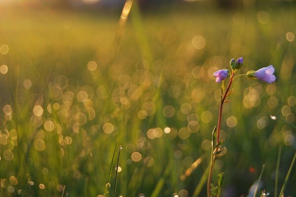 Purple flower in the middle of a field with grass