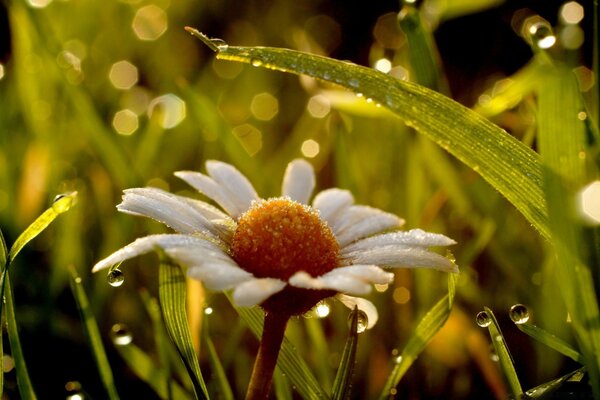 Macro photography. Camomile close-up