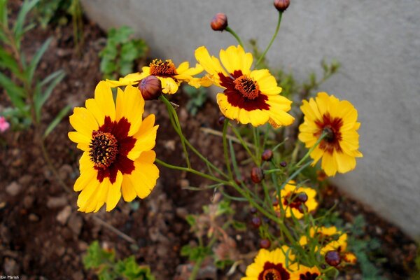 Orangefarbene Blumen im Garten